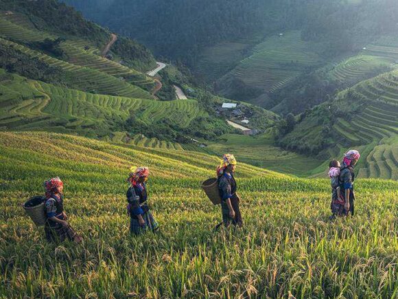 Why organic food may be good for you
